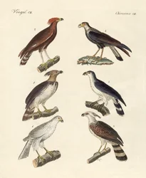 Strange Eagles