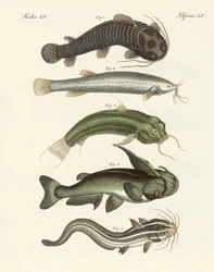 Strange Fish