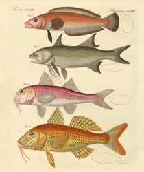 Strange Fish