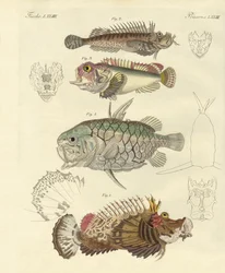 Strange Fish