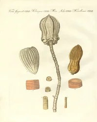 Strange Fossilizations