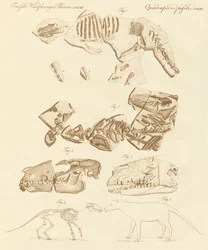 Strange Fossils of Four-Footed Animals