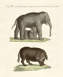 Strange four-footed animals