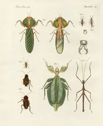 Strange insects