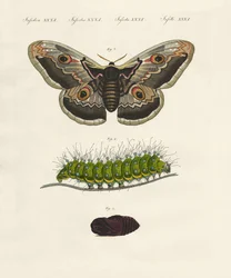 Strange Insects