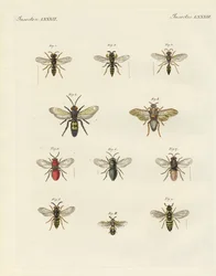 Strange insects