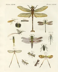 Strange insects