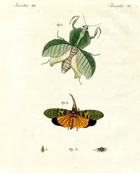 Strange Insects