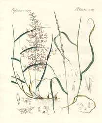 Strange Kinds of Herbage