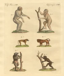 Strange Kinds of Monkeys