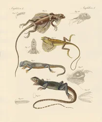 Strange Lizards