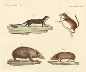 Strange mammals