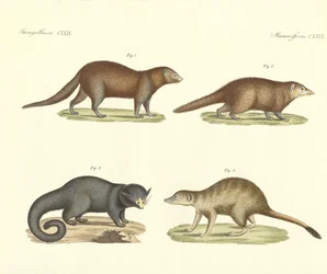Strange Mammals