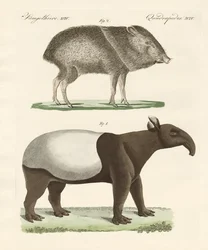 Strange mammals