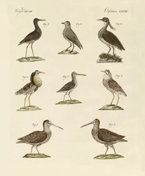 Strange Marsh-Birds