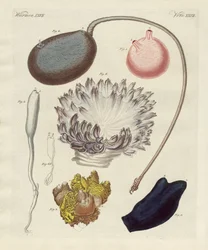 Strange Molluscs