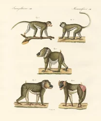 Strange monkeys