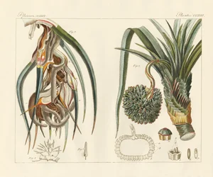 Strange Plants
