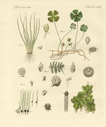 Strange Plants