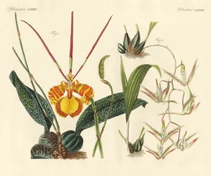 Strange plants
