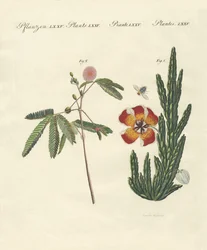 Strange Plants