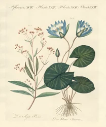 Strange Plants
