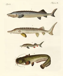 Strange River Fish