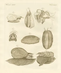 Strange Sea-Snails
