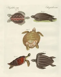 Strange Sea-Turtles