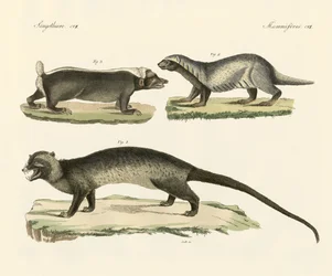 Strange Skunks