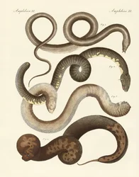 Strange Snake