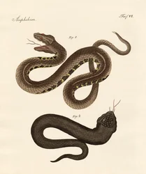 Strange Snake