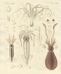 Strange Soft-Worms