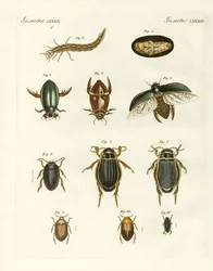 Strange swimming beetles