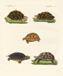Strange Turtles