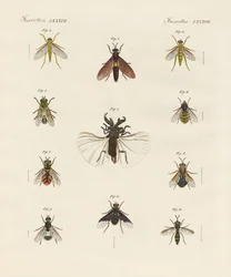 Strange Two-Winged Insects
