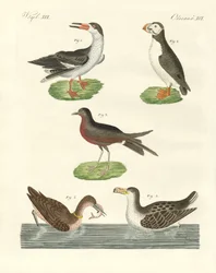 Strange Waterbirds