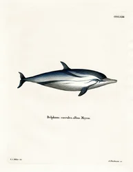 Striped Dolphin