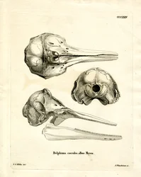 Striped Dolphin Skull