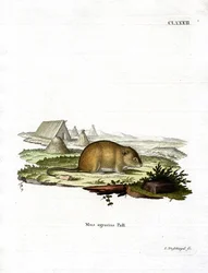 Striped Field Mouse