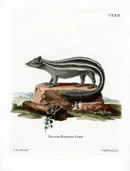 Striped Skunk