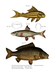 Suckermouth Catfish