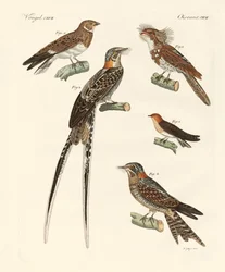 Swallow-like Birds
