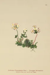 Sweetflower Rock Jasmine