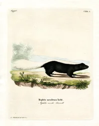 Texan Skunk