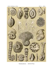 Thalamophora, 1899-1904