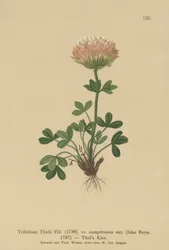 Thals Clover