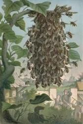 The Bees Nest, late 19th century