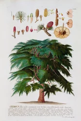 The Cedar, engraved by Johann Jakob Haid plate 60 from a botanical book, pub. by Augustus Vind
