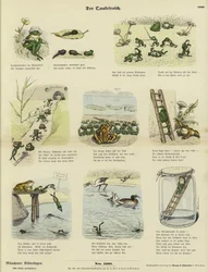 The Frog